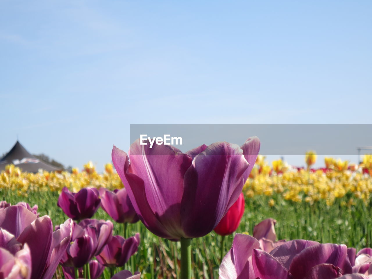 flower, flowering plant, plant, freshness, beauty in nature, nature, sky, pink, petal, growth, flower head, fragility, purple, close-up, no people, inflorescence, springtime, copy space, field, blue, clear sky, sunlight, tulip, land, landscape, day, focus on foreground, outdoors, summer, multi colored, flowerbed, sunny, blossom, vibrant color, environment, leaf, plant part, tranquility