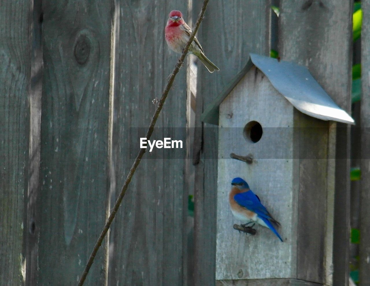 Bluebird with purple finch perching on wooden birdhouse