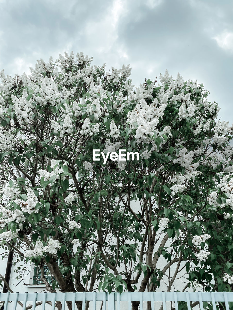 LOW ANGLE VIEW OF WHITE FLOWERING PLANT AGAINST SKY