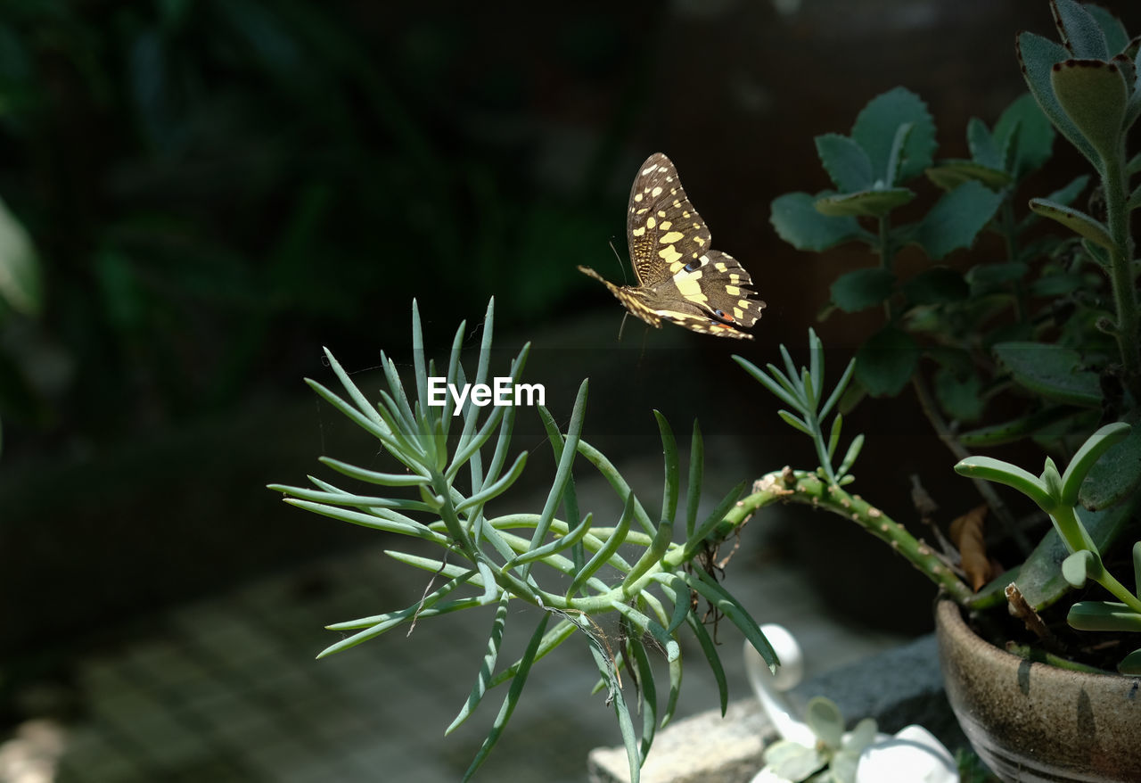 CLOSE-UP OF BUTTERFLY ON FLOWER