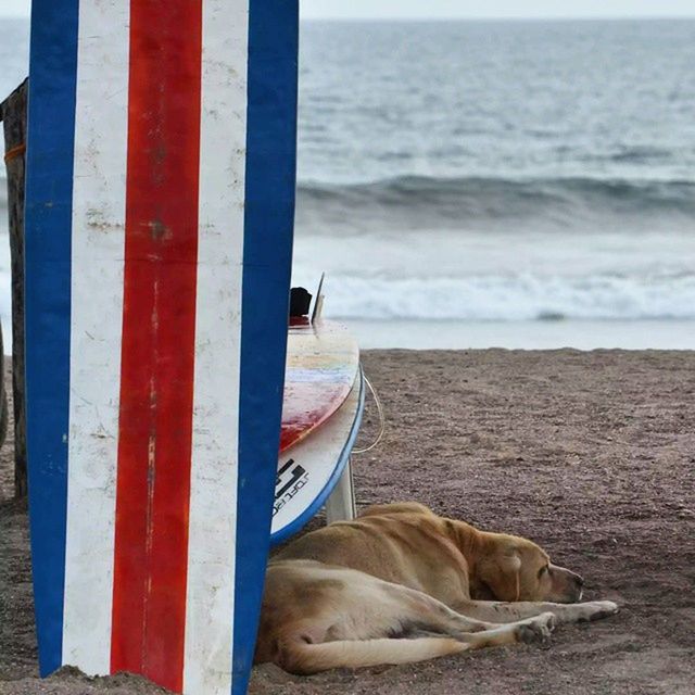DOG SITTING ON BEACH