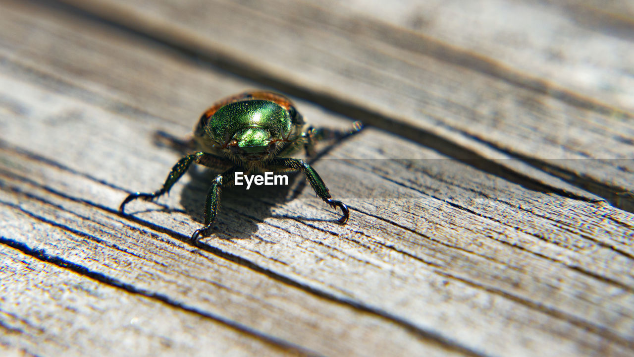 Close-up of beetle on picnic table