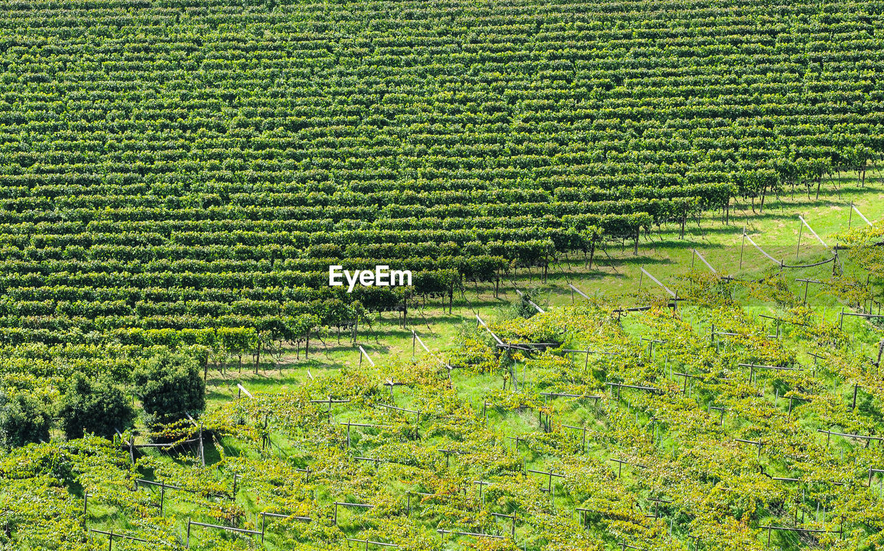 SCENIC VIEW OF FARM FIELD