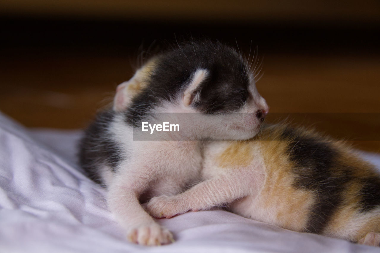 CLOSE-UP OF KITTENS SLEEPING ON BED