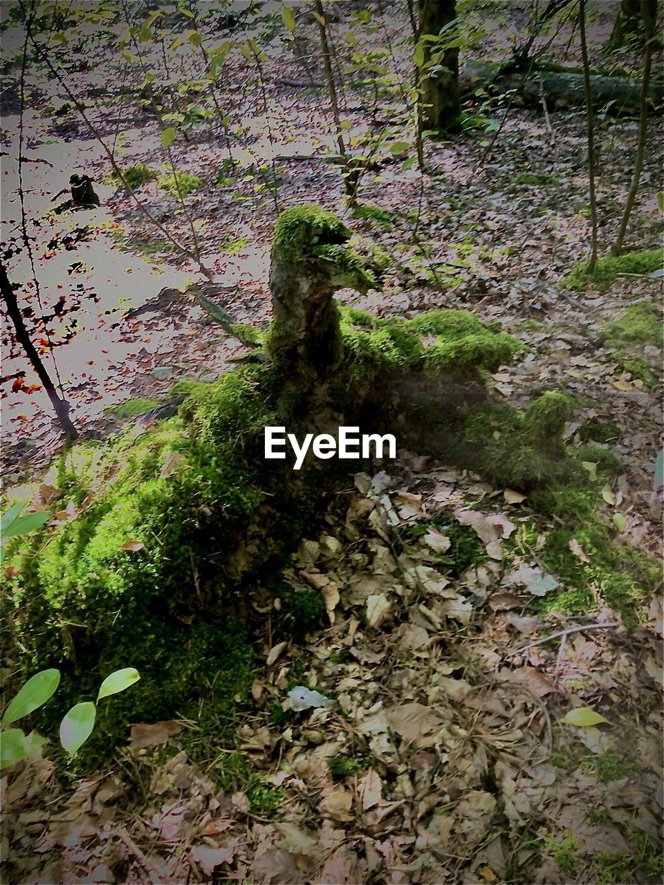 HIGH ANGLE VIEW OF TREES BY PLANTS IN FOREST