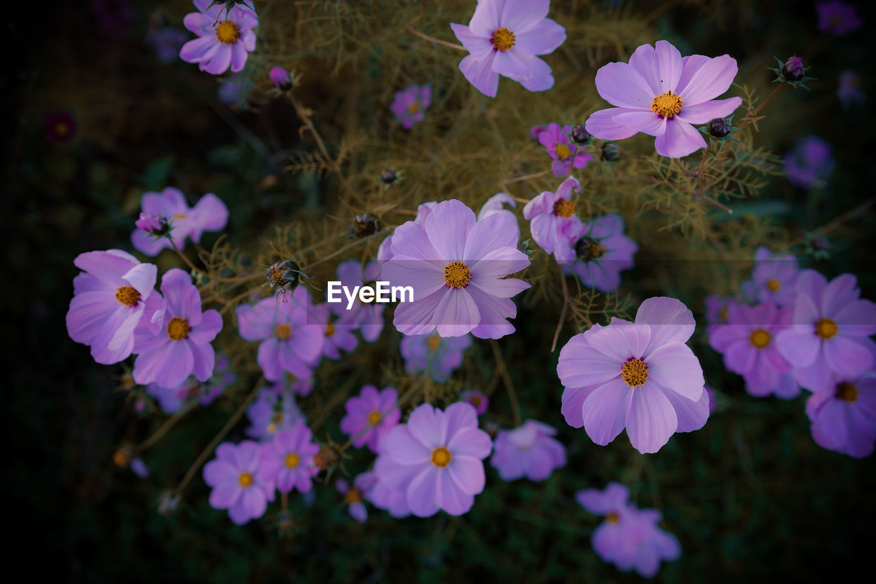 Close-up of purple flowering plants