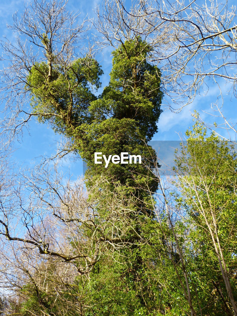 LOW ANGLE VIEW OF TREES AGAINST SKY