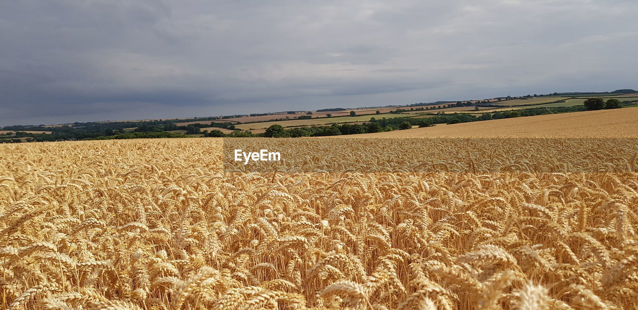 landscape, agriculture, land, sky, field, rural scene, crop, food, environment, cereal plant, cloud, nature, plant, farm, growth, wheat, food grain, scenics - nature, beauty in nature, barley, no people, day, tranquility, tranquil scene, outdoors, prairie, horizon, summer, gold, emmer, horizon over land, harvesting, plain, soil