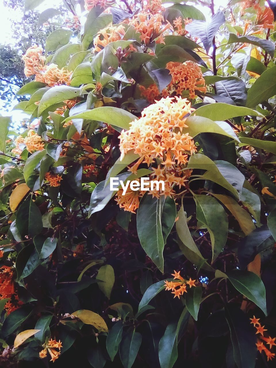 CLOSE-UP OF FLOWERS ON TREE