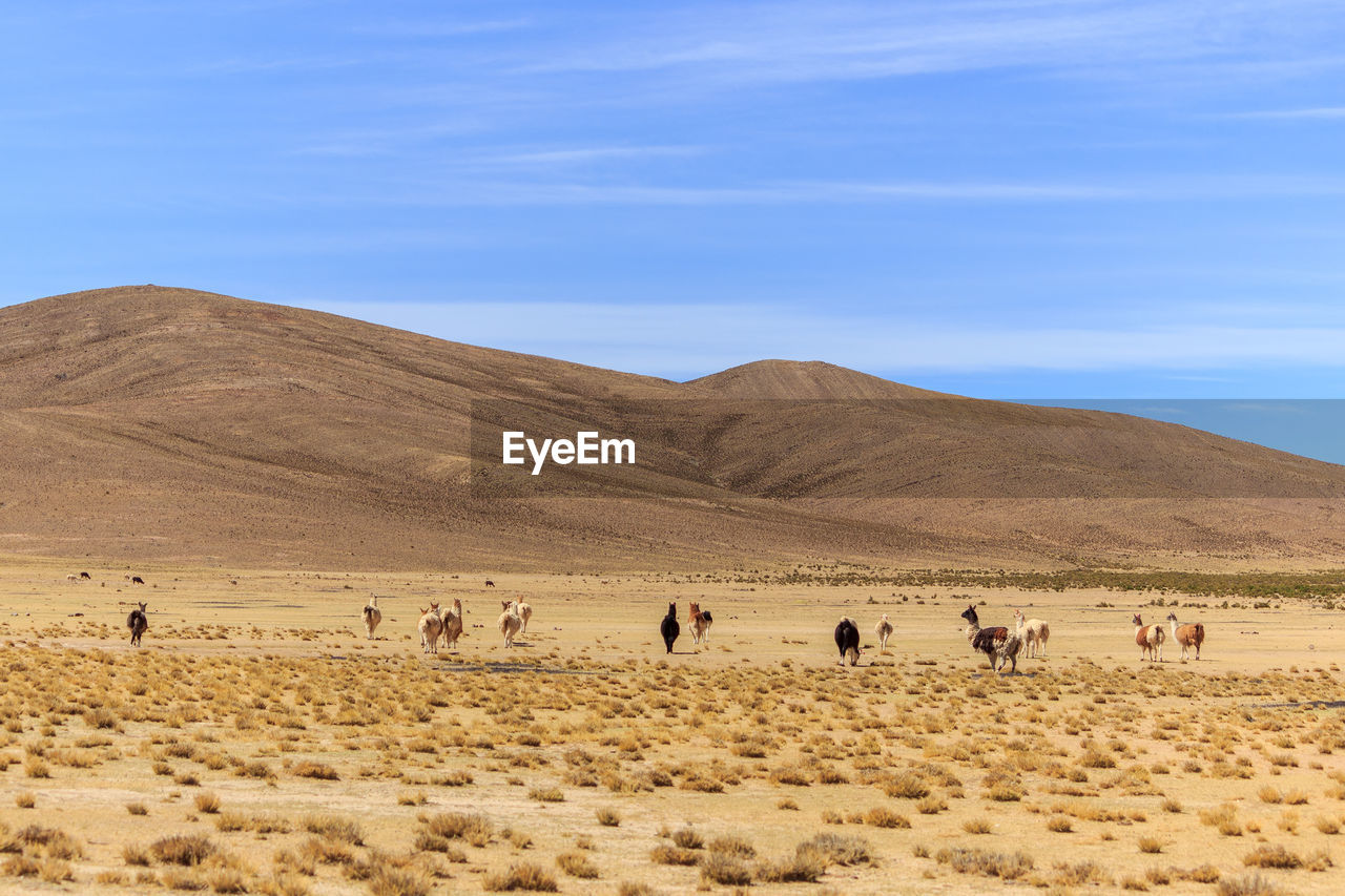 GROUP OF PEOPLE ON A FIELD