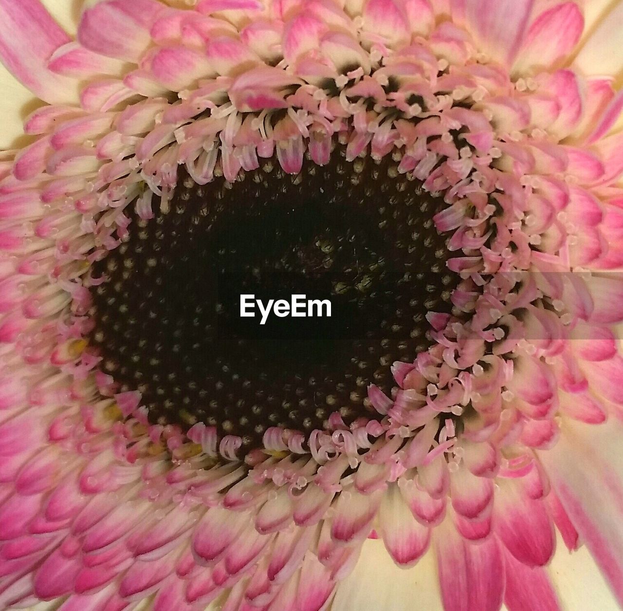 Close-up of pink flower blooming outdoors