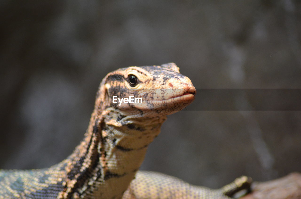 Close-up of lizard 