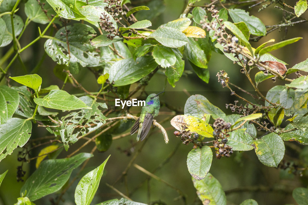 CLOSE-UP OF INSECT ON LEAF