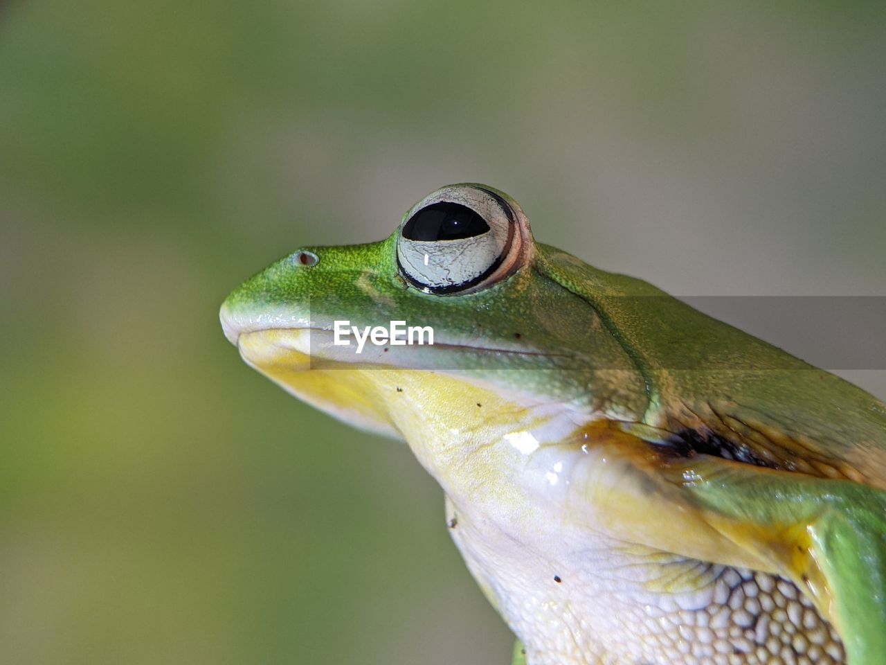 animal themes, animal, animal wildlife, one animal, green, wildlife, nature, close-up, amphibian, macro photography, reptile, frog, animal body part, true frog, tree frog, no people, environment, side view, outdoors, focus on foreground, portrait, rainforest, lizard