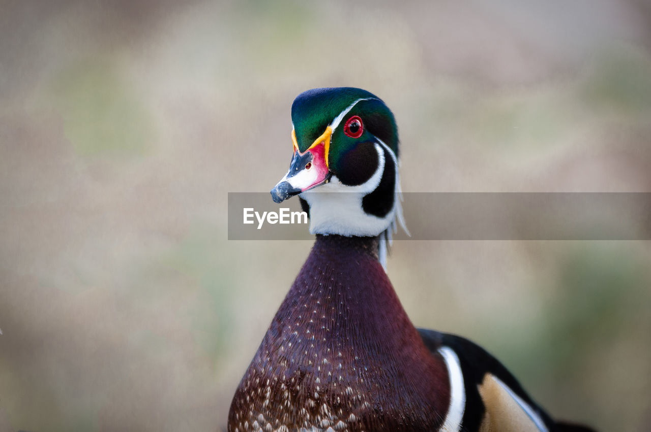 CLOSE-UP OF A PARROT