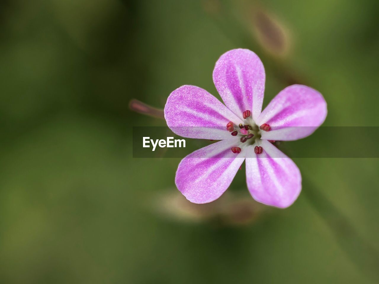 Close-up of flower blooming outdoors