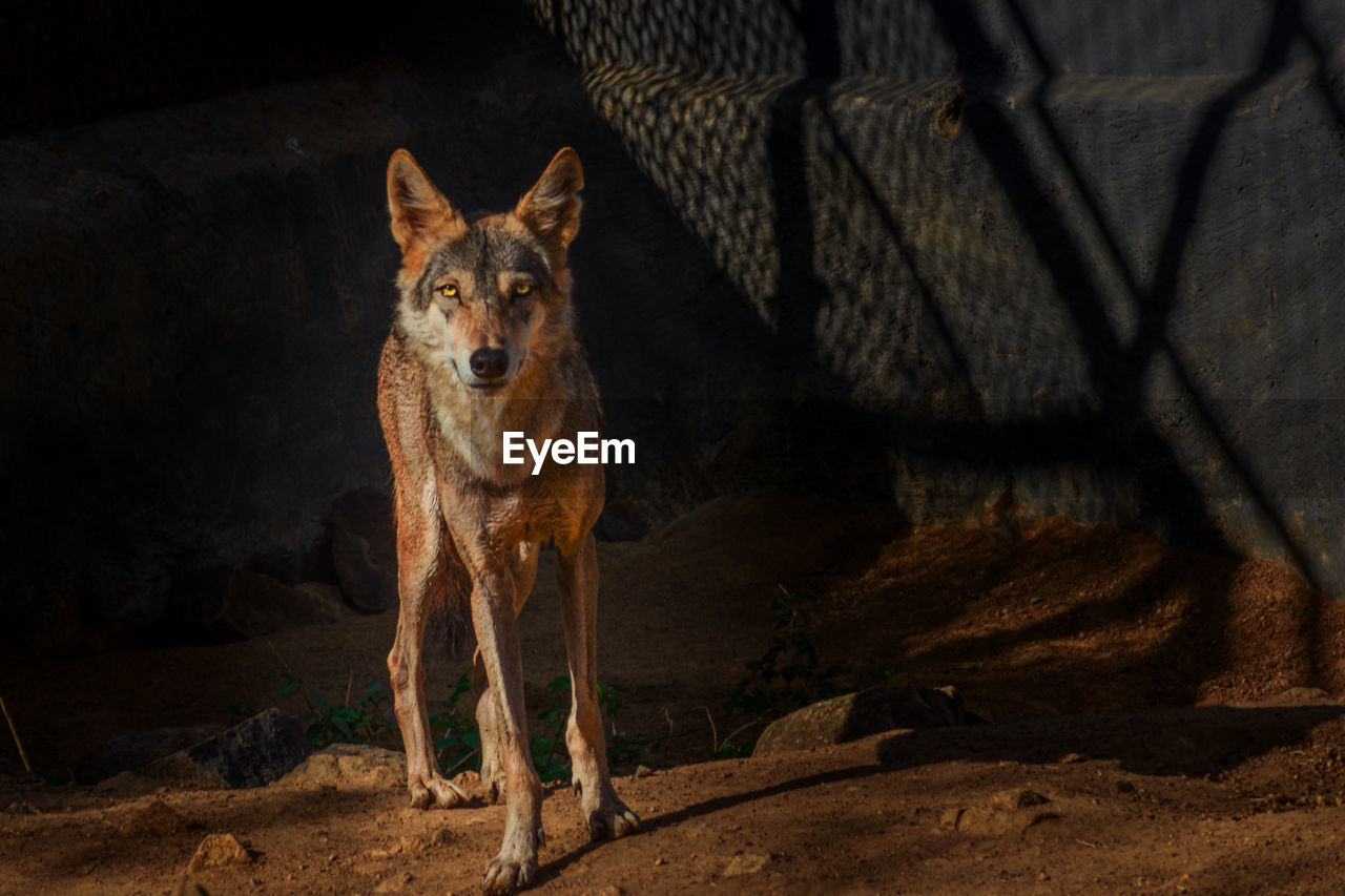 Portrait of yellow eyed wolf  staring at the zoo