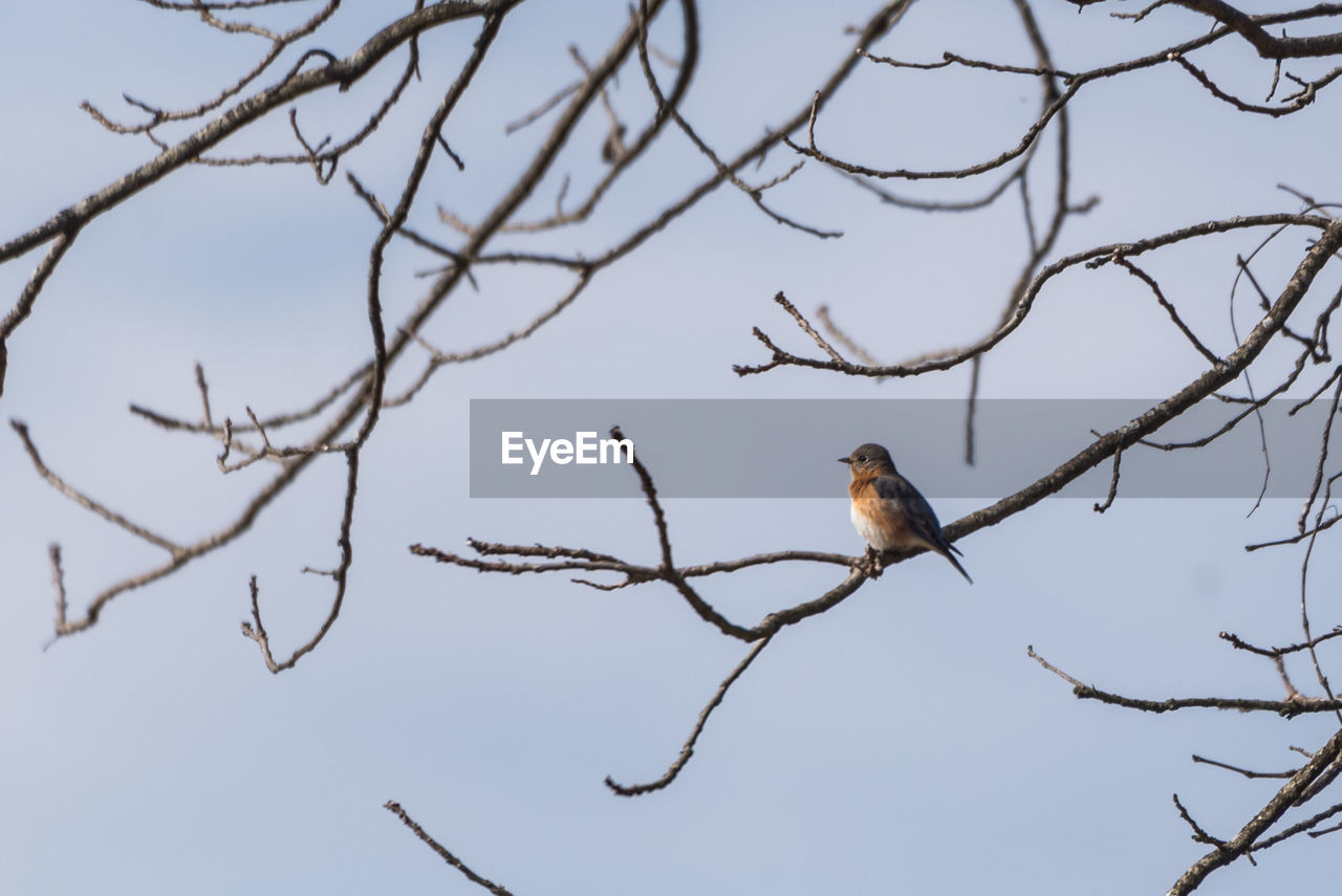 animal wildlife, animal, bird, animal themes, tree, wildlife, branch, perching, plant, bare tree, nature, twig, sky, one animal, no people, low angle view, beauty in nature, bird of prey, outdoors, clear sky