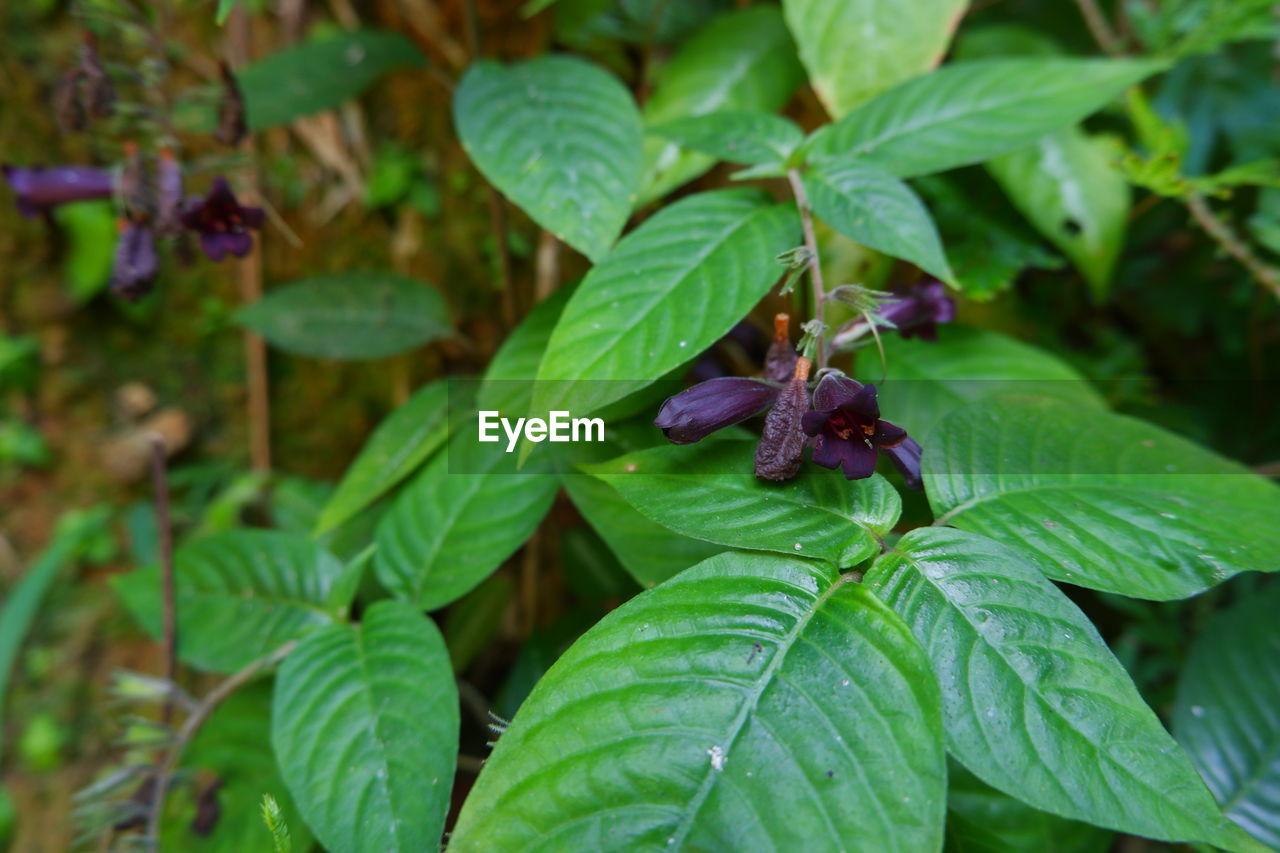 CLOSE-UP OF GREEN INSECT ON PLANT AT RED FLOWERING PLANTS