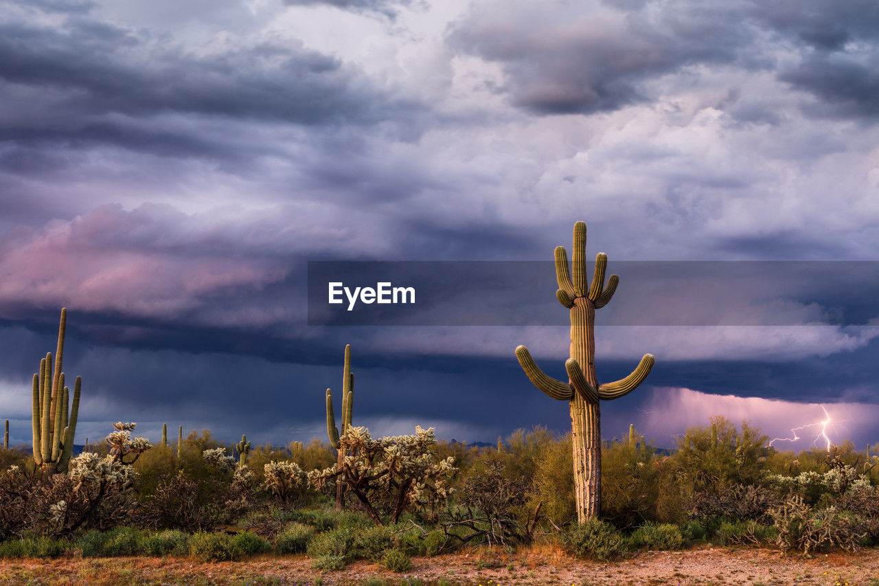 Scenic sonoran desert landscape with saguaro cactus and stormy sky.