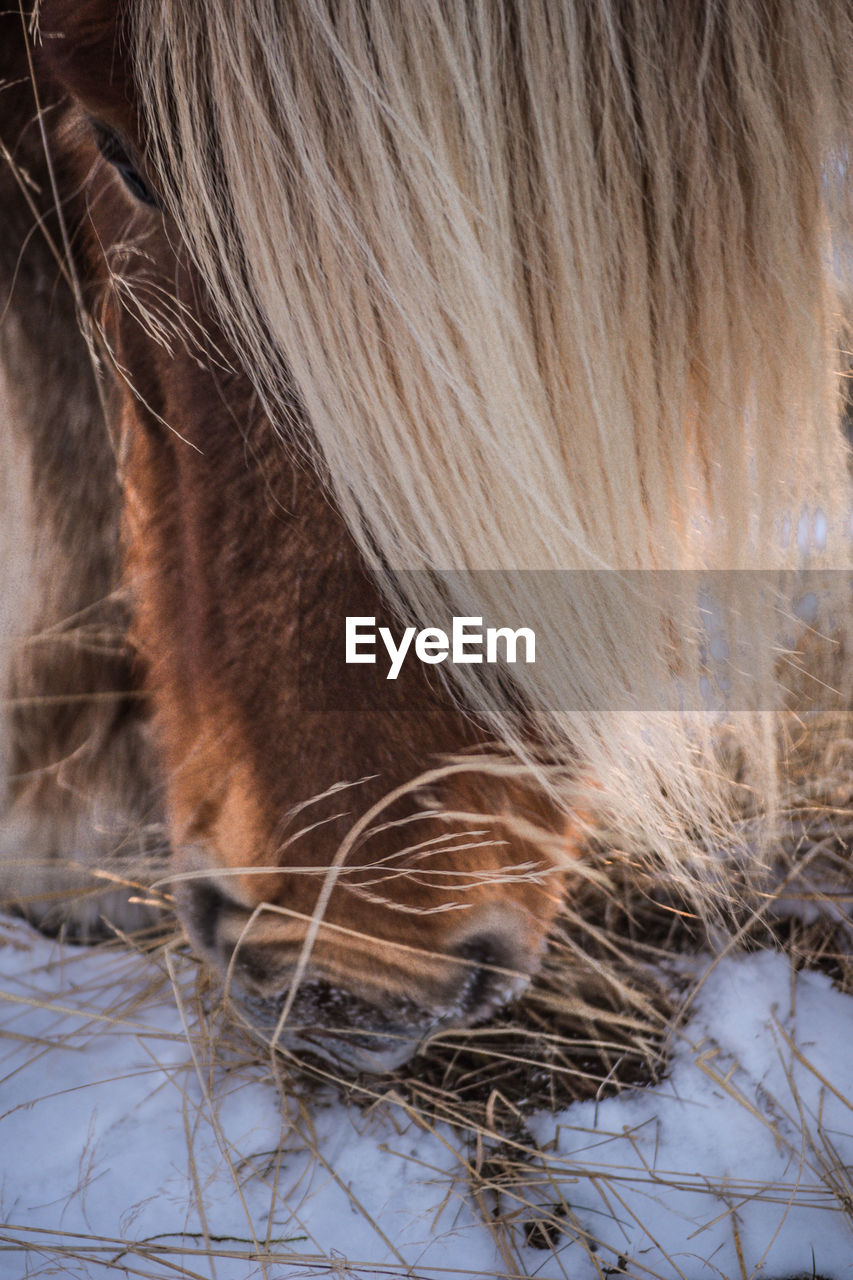 CLOSE-UP OF HORSE ON SNOWY FIELD