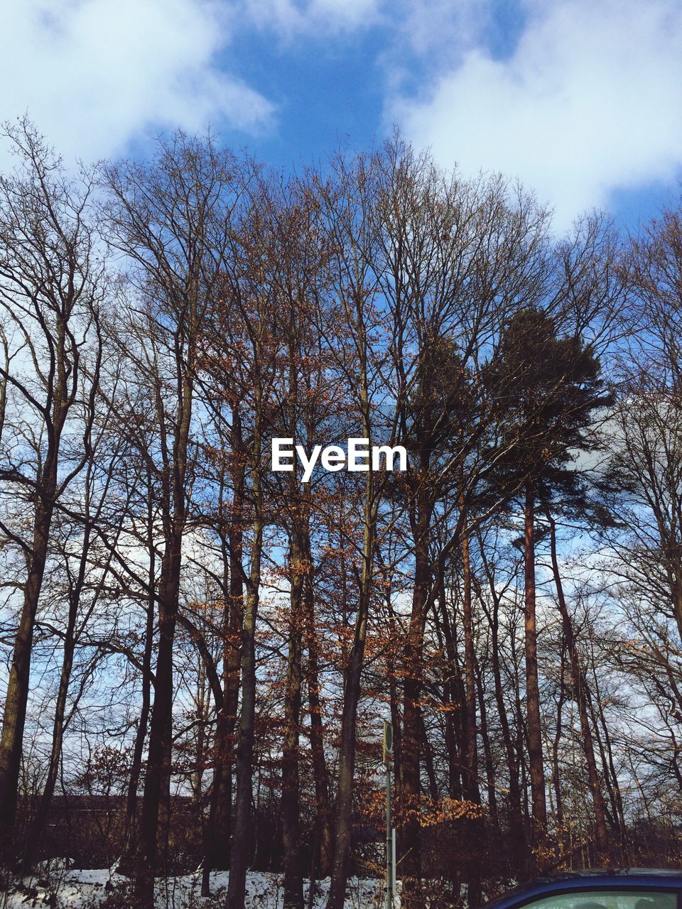 Low angle view of bare trees against clouds