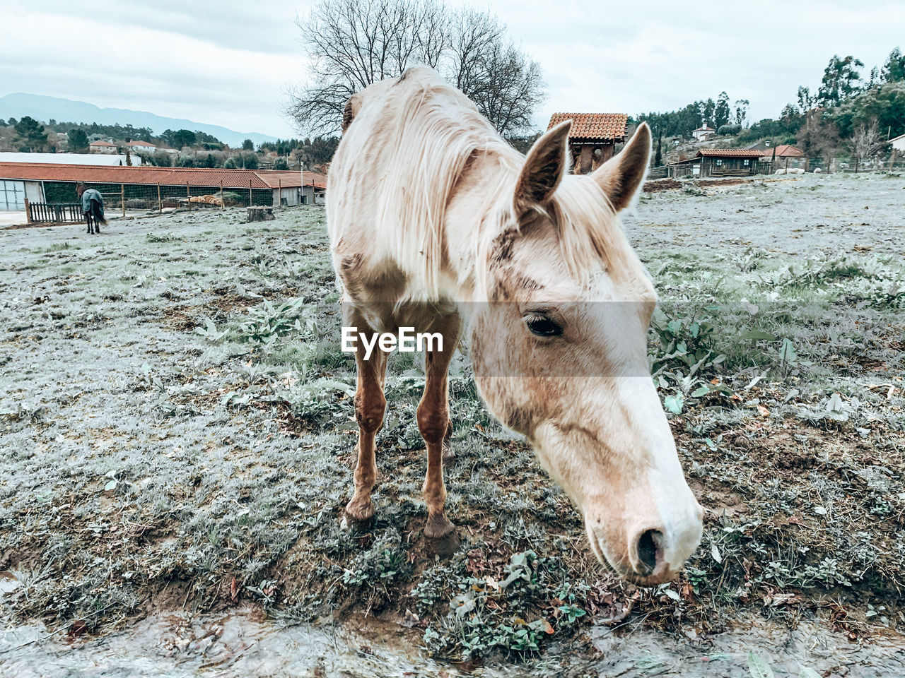 Horse standing in a field