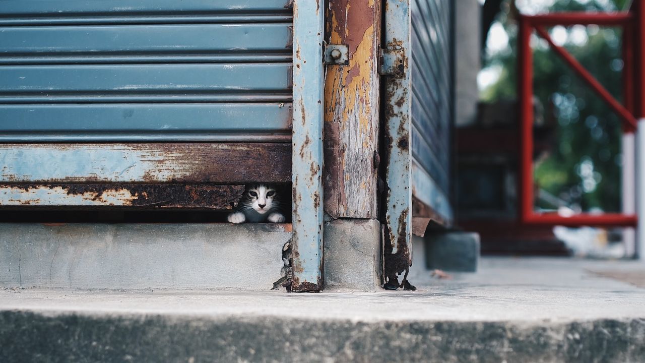 Close-up of cat in doorway