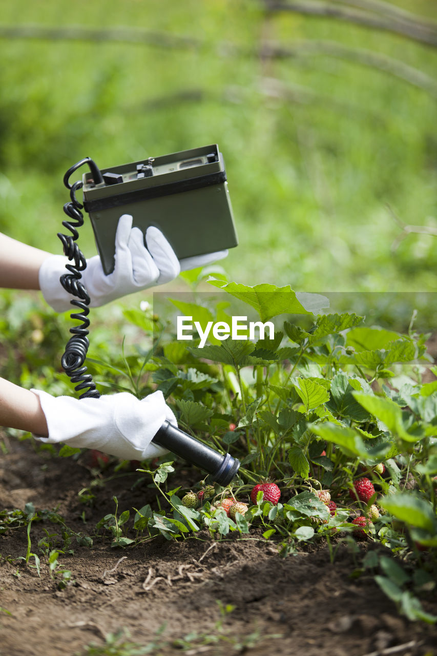 Cropped hands measuring radiation of strawberries at farm