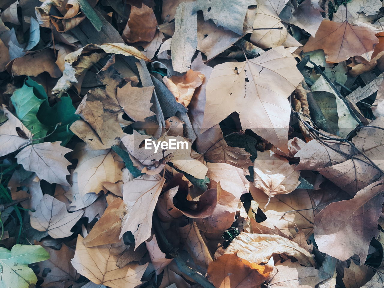 FULL FRAME SHOT OF AUTUMNAL LEAVES ON FIELD