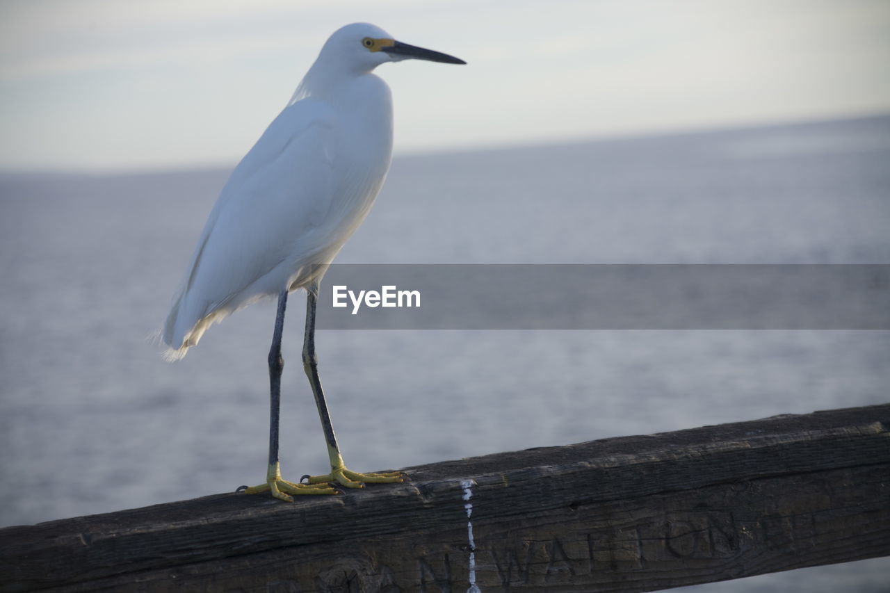 CLOSE-UP OF GRAY HERON PERCHING ON SEA AGAINST SKY
