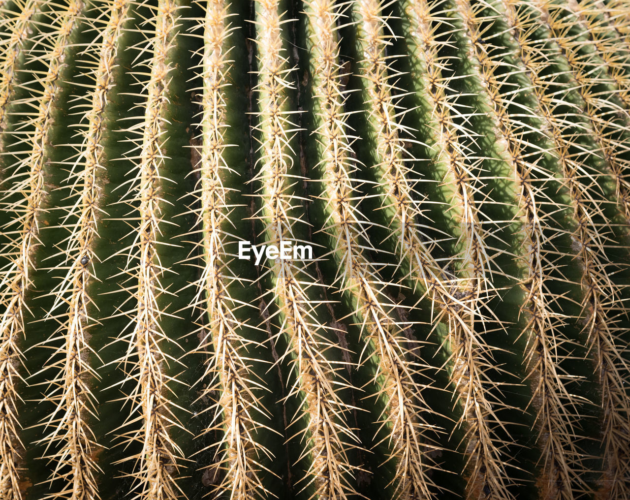 FULL FRAME SHOT OF SUCCULENT PLANT DURING SUNSET