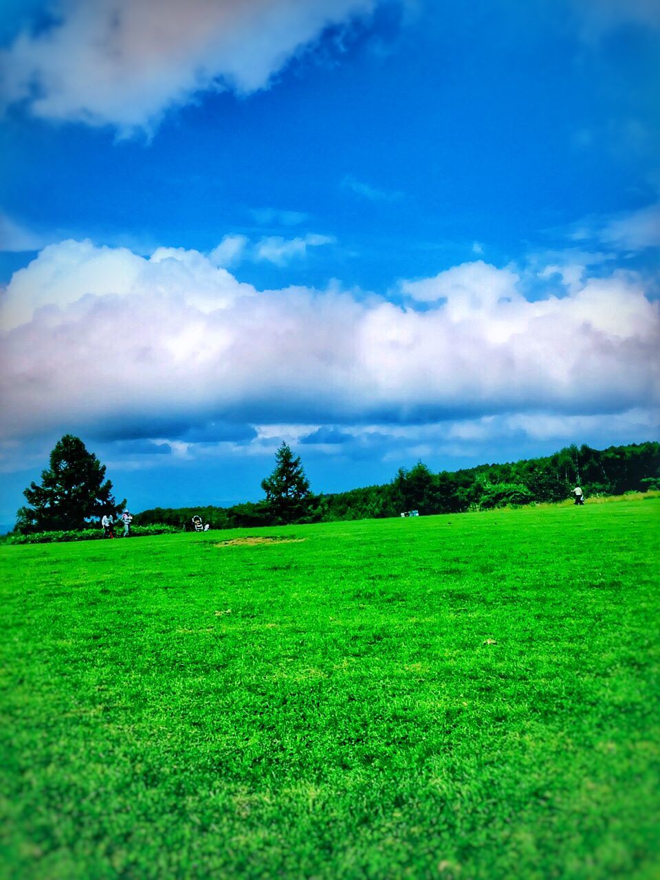 TREES ON GRASSY FIELD AGAINST CLOUDY SKY