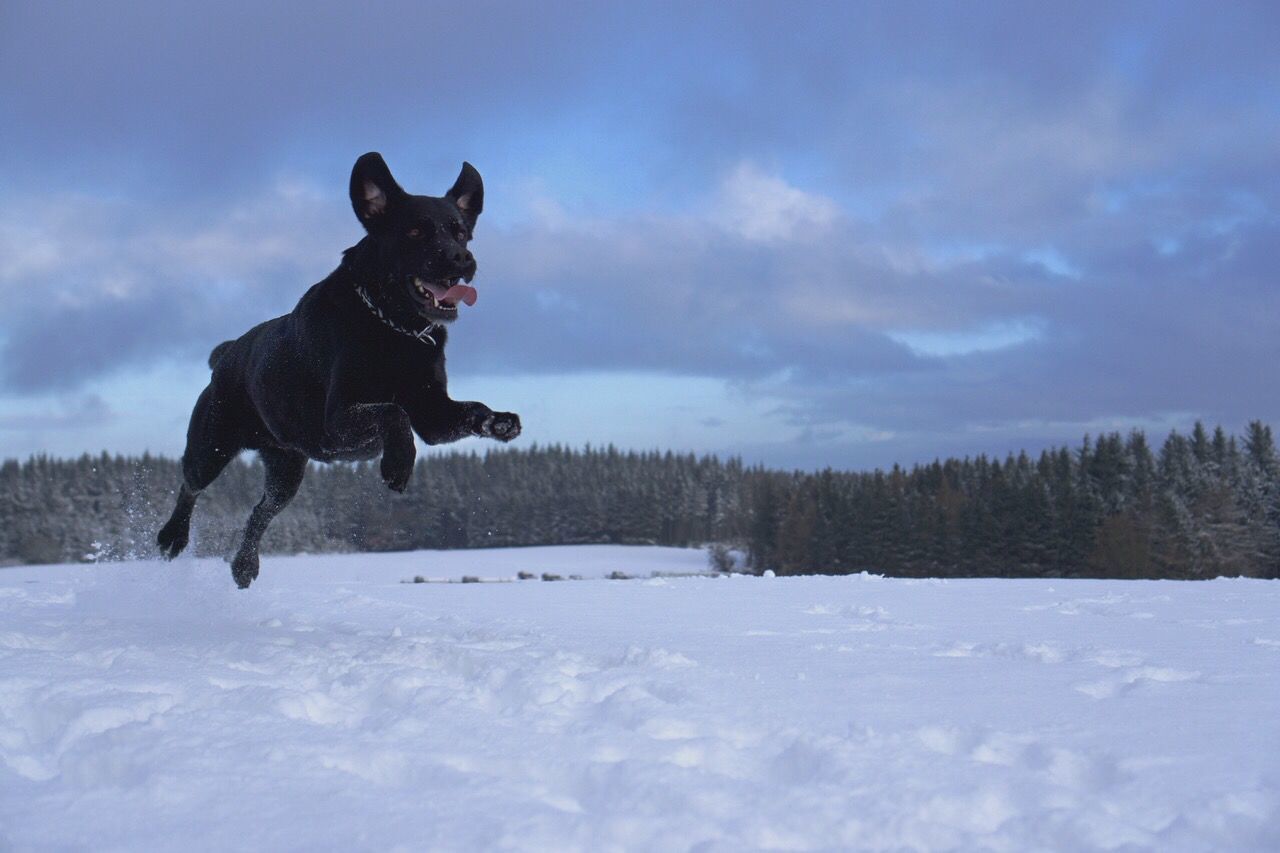 Dog jumping on field against sky during winter