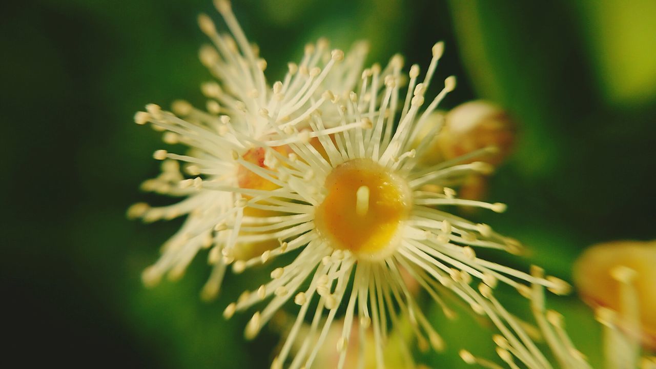 CLOSE-UP OF FLOWER OUTDOORS