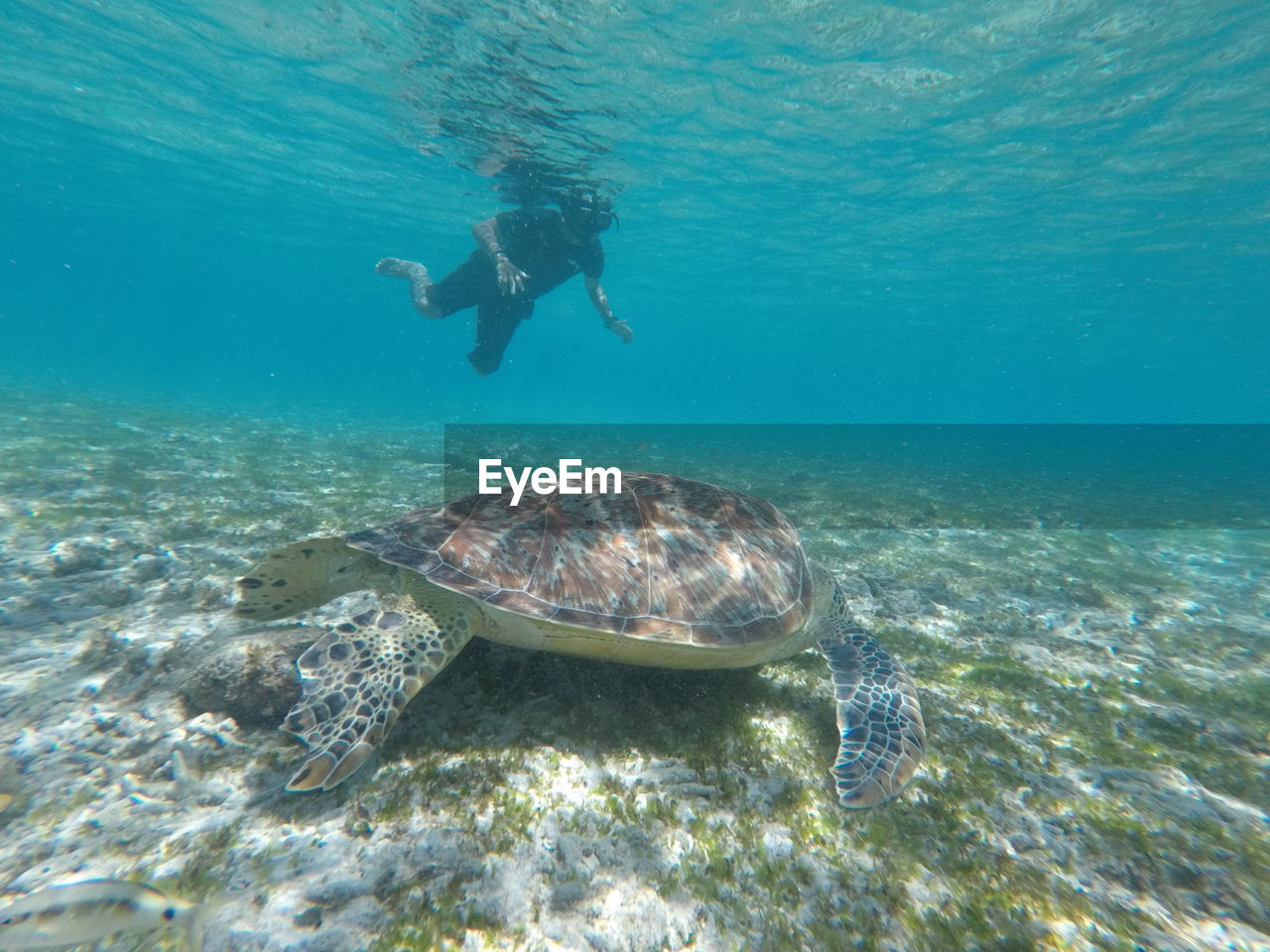 sea, water, underwater, undersea, water sports, swimming, marine biology, animal wildlife, sports, wildlife, adventure, sea life, animal, animal themes, nature, one person, scuba diving, marine, turtle, reef, exploration, sea turtle, reptile, full length, leisure activity, adult, one animal, ocean, holiday, vacation, trip, coral, outdoors, beauty in nature, lifestyles, person, day, travel, loggerhead sea turtle, fish, snorkeling