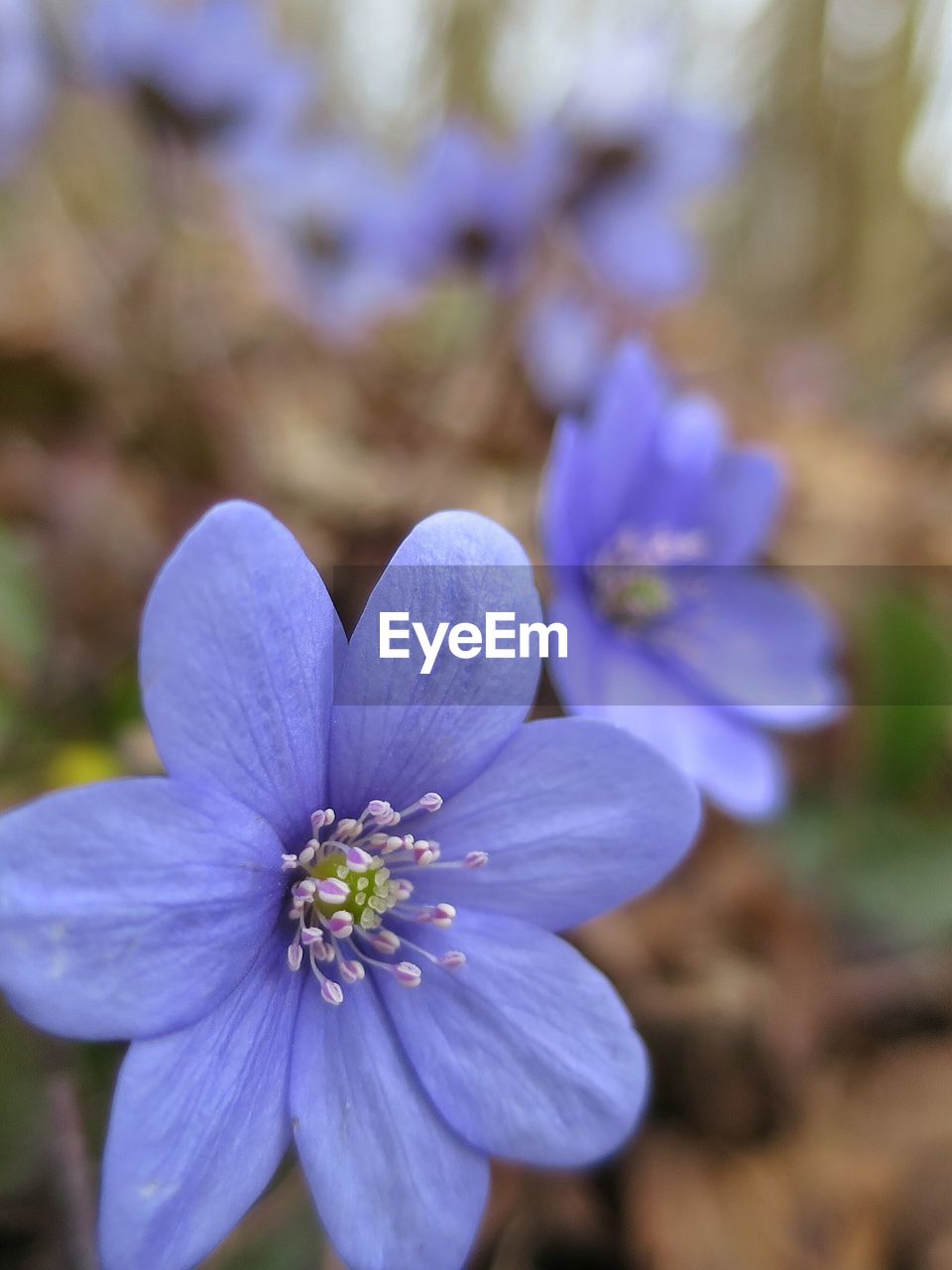 High angle view of blue flower