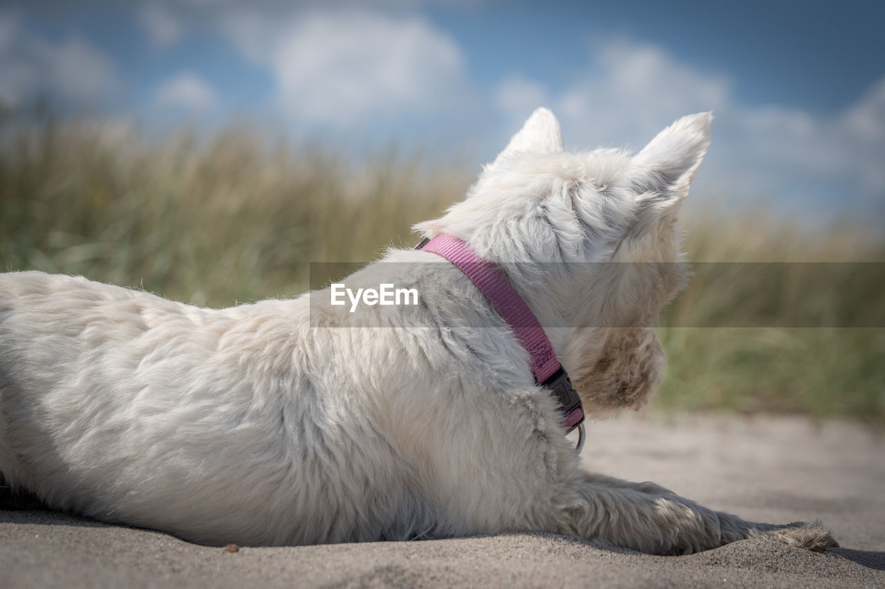 Close-up of dog on sand against sky