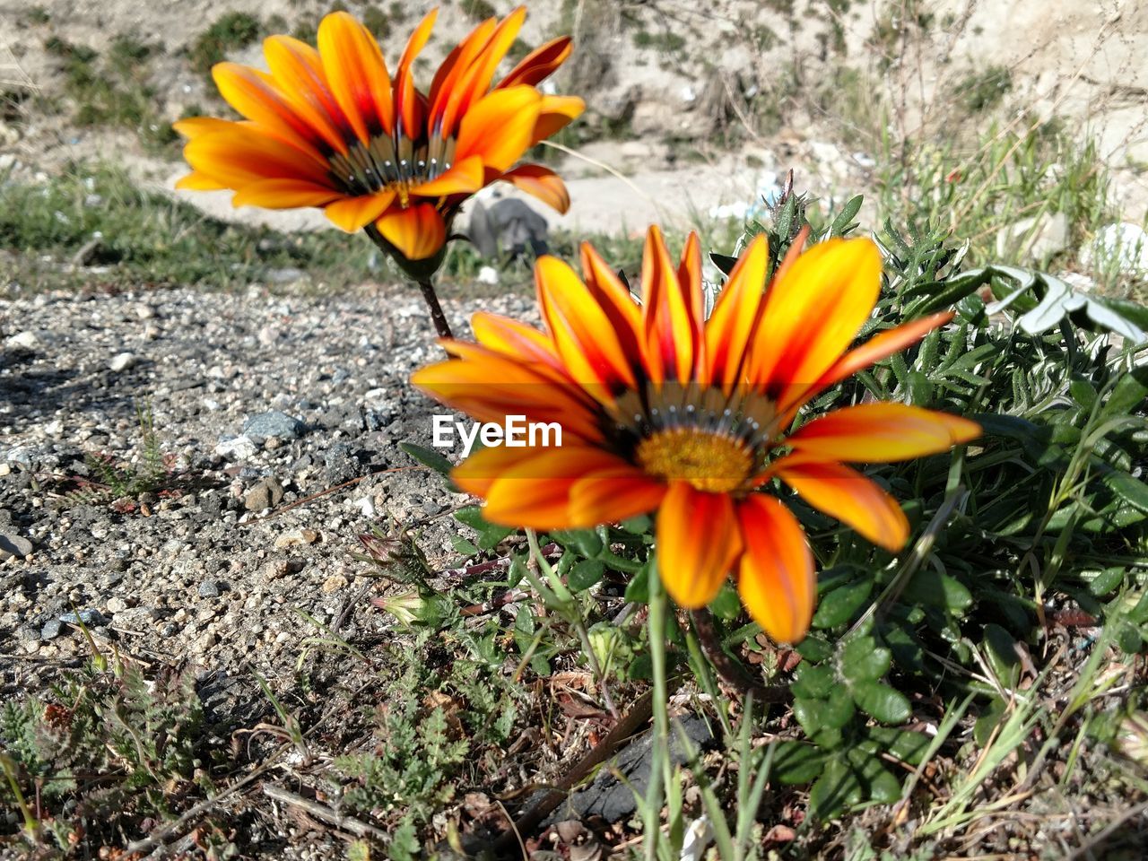 CLOSE-UP OF ORANGE FLOWER ON LAND