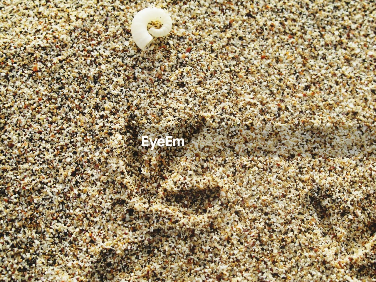 A shell on a beach