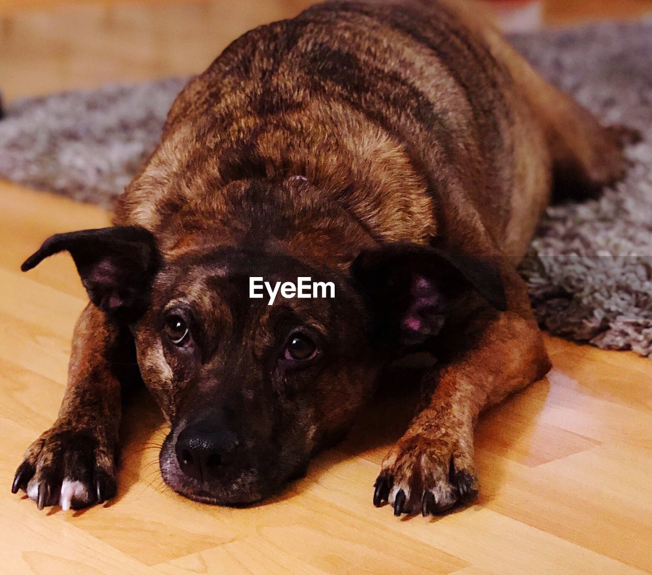 Portrait of dog lying down on parquet floor at home