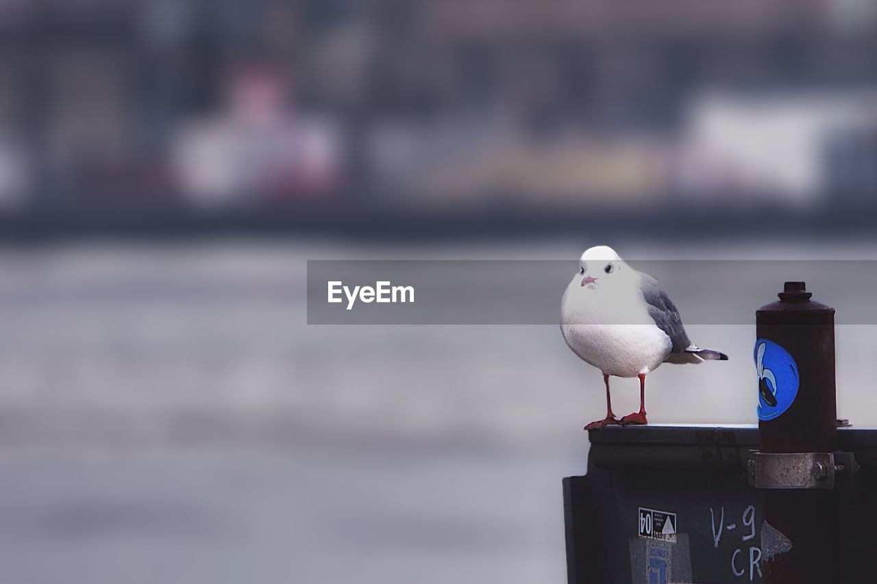 Close-up of bird perching on wood