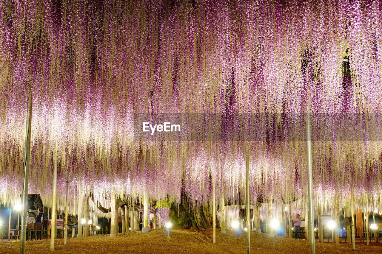 VIEW OF ILLUMINATED TREES