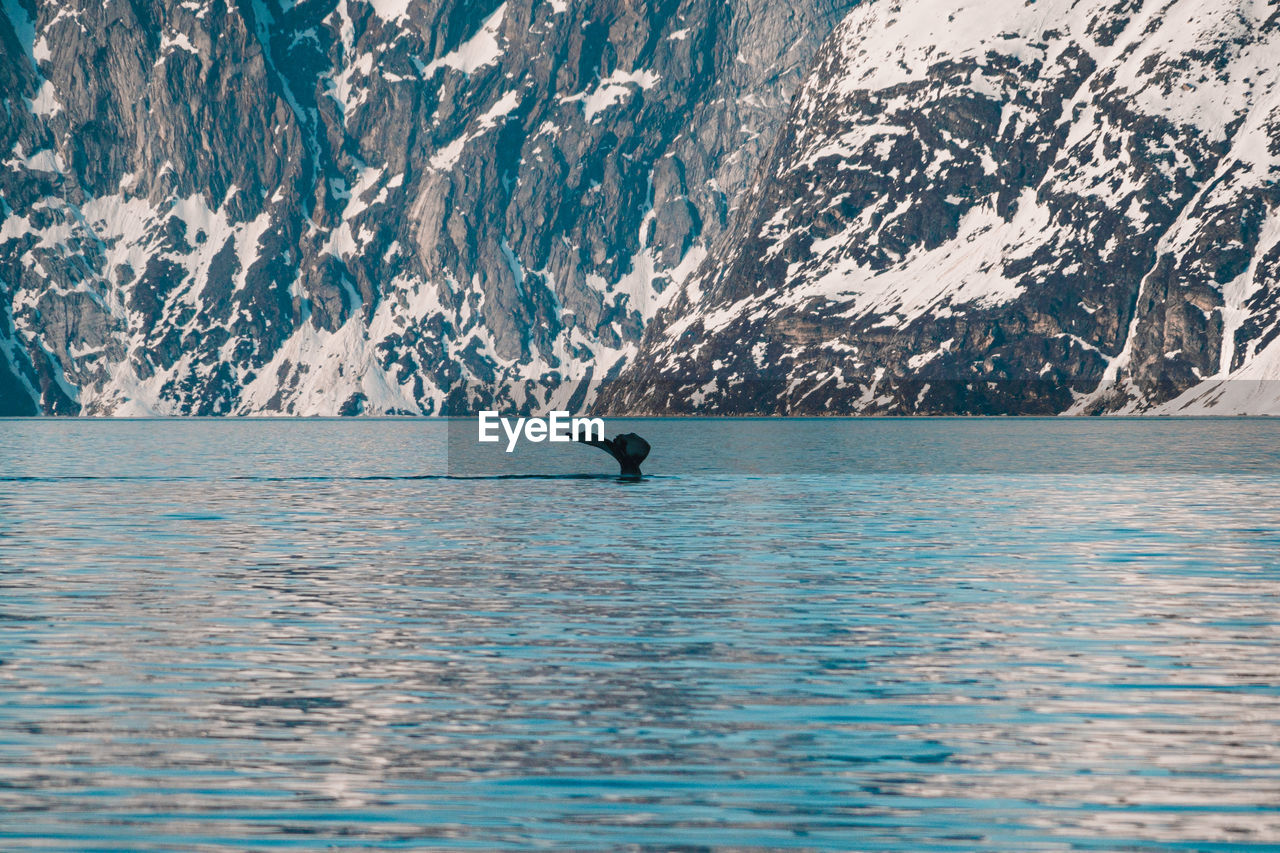 Whale swimming in a greenlandic fjord