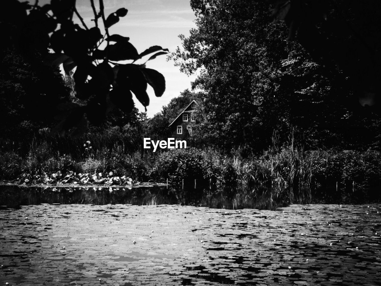 Trees growing in water