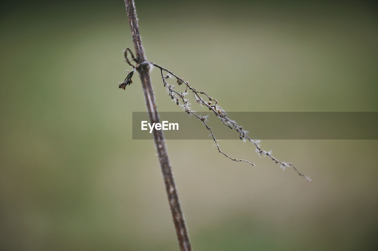 Beautiful Beautiful Nature Farm Life Farmland Field Grass Growth Nature Plants Beauty In Nature Close-up Day Dried Dried Plant Flowers Garden No People Outdoors Plants And Flowers Selective Focus Straw