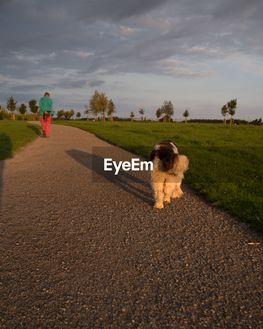 Rear view of woman walking with dog at park during sunset