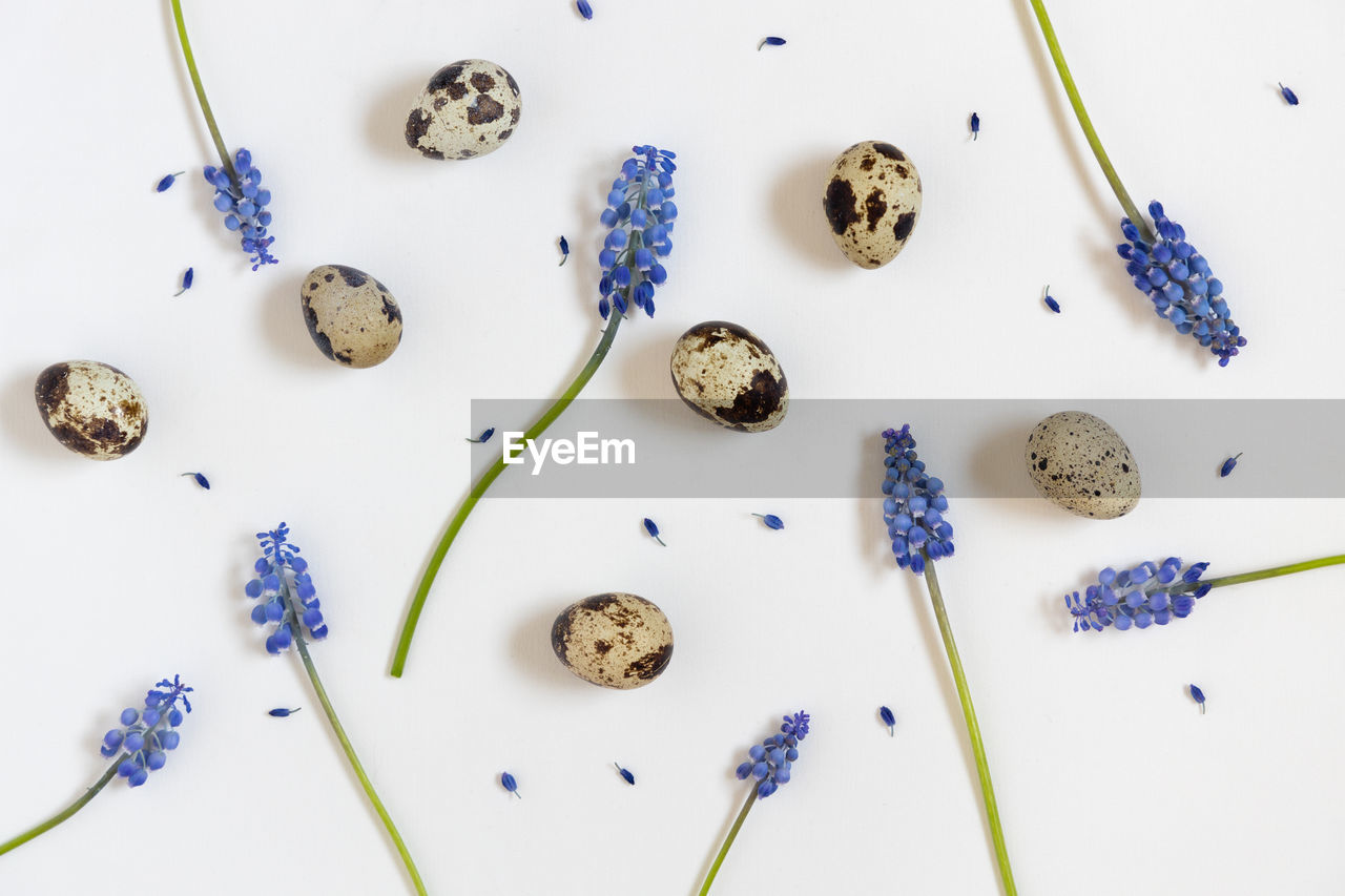 Easter eggs and blue flowers pattern. white background. happy easter concept, flat lay, copy space.