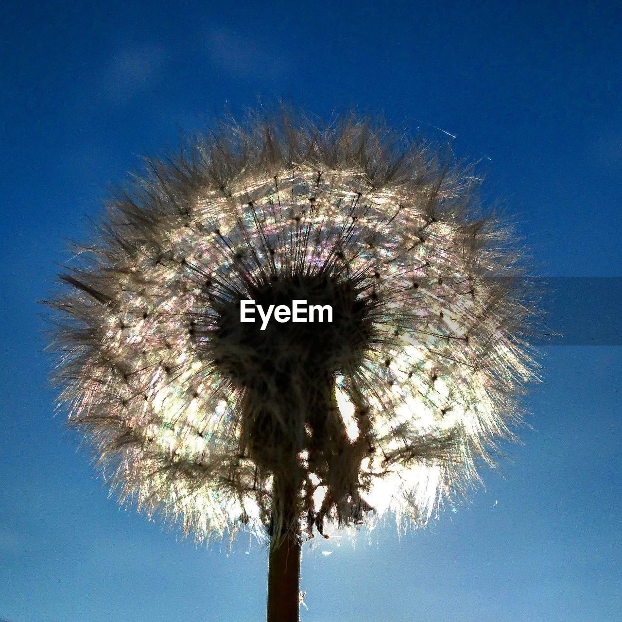 Low angle view of flower against blue sky