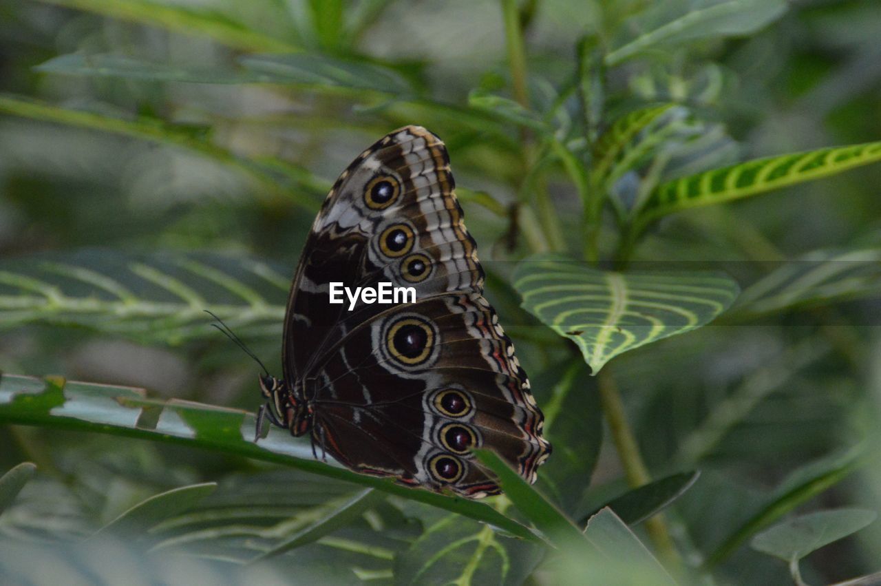 CLOSE-UP OF BUTTERFLY ON PLANT